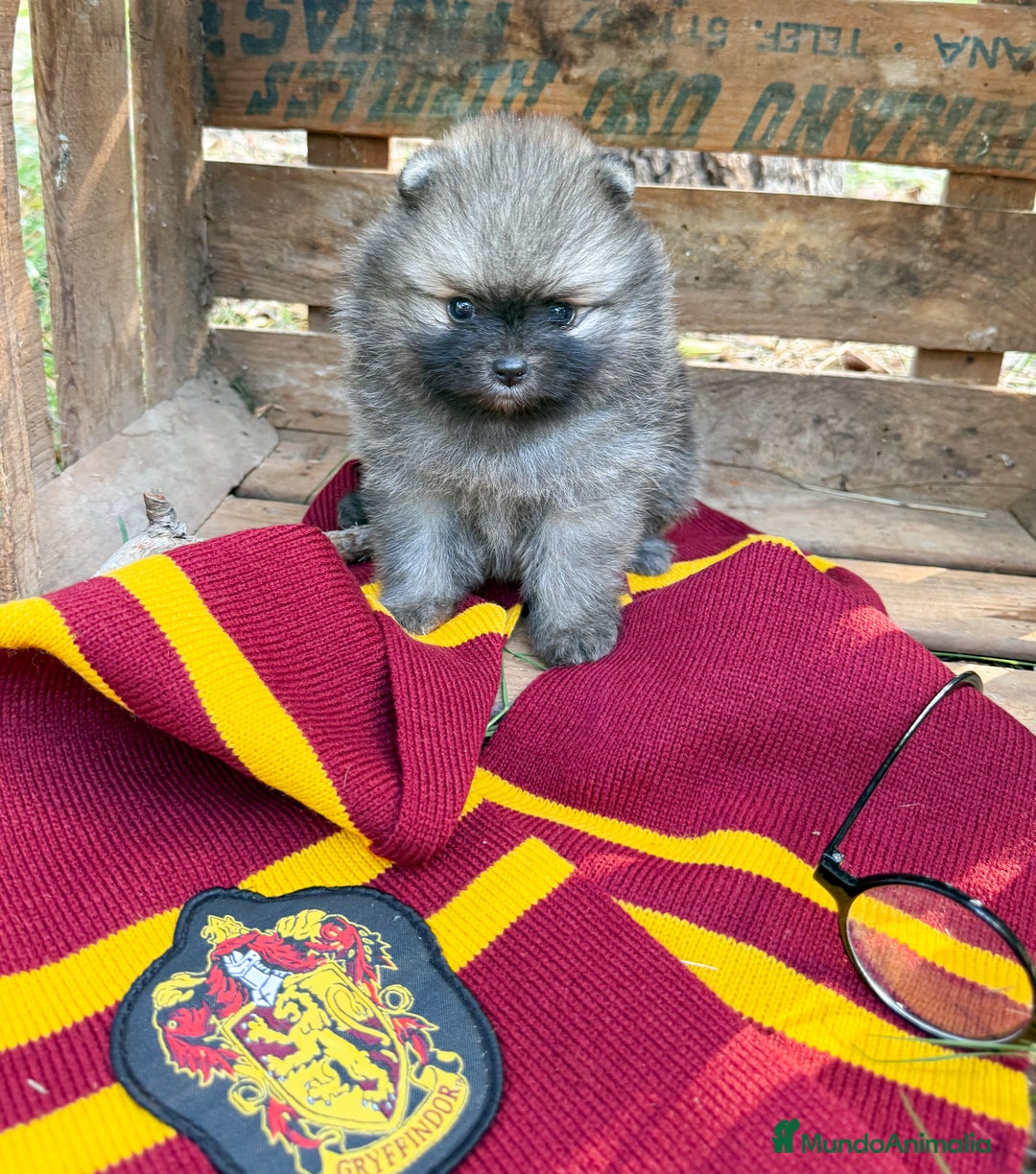 Pomerania perros en venta: Pomerania - Imagen 2
