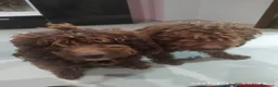 Perro de Agua Español perros en venta: Perros de agua Español Calidad Increíbles  - Anuncio 3