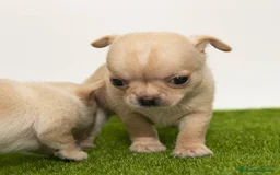 Chihuahua perros en venta: Chihuahuas miniatura disponibles  - Imagen 2