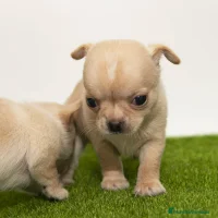 Chihuahua perros Chihuahuas miniatura disponibles - Anuncio 11