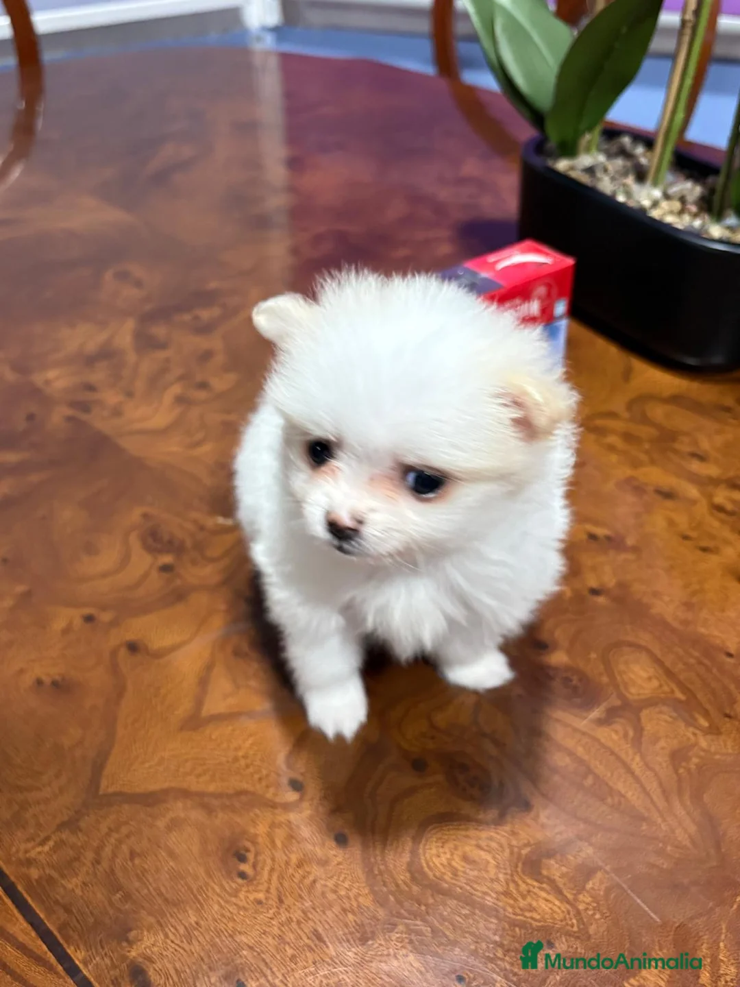 Pomerania perros en venta: Lulu de Pomerania mini toy hembra blanca naranja - Anuncio 15