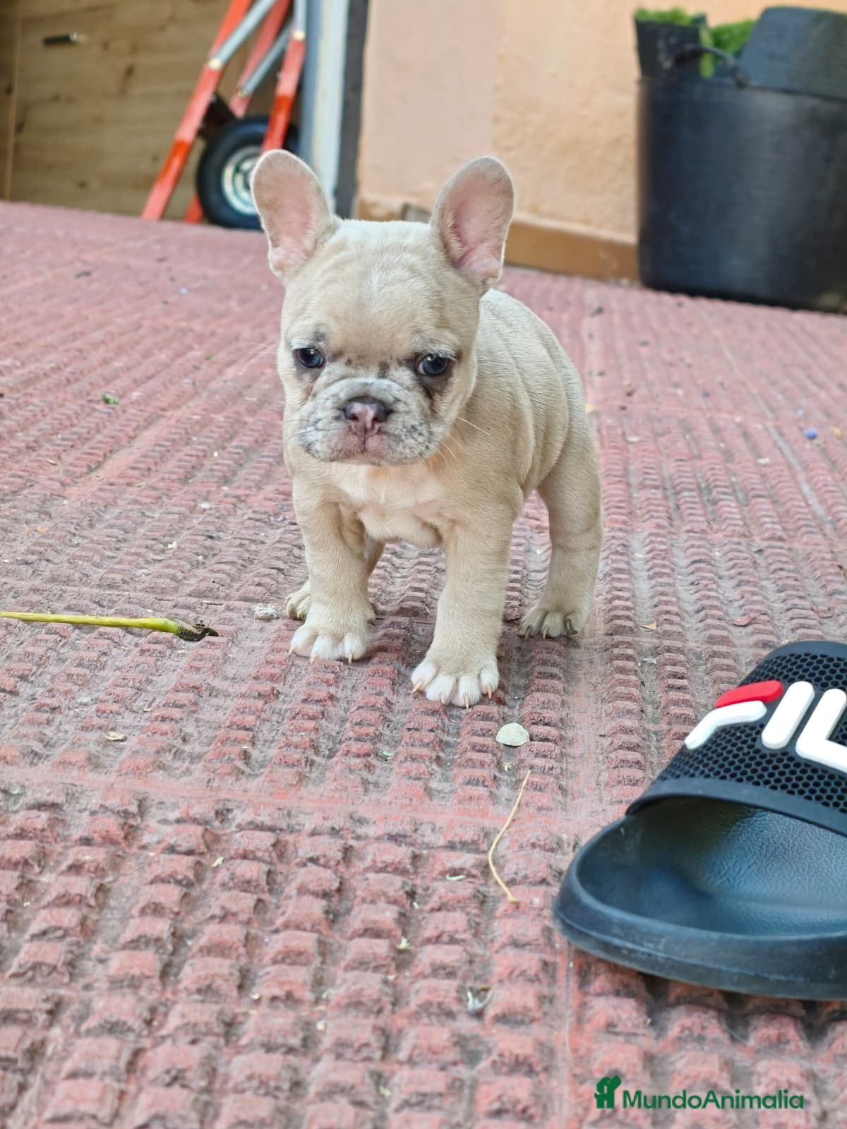 Bulldog Francés perros Bulldog francés merle fawn - Anuncio 2