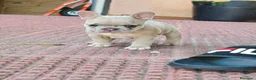 Bulldog Francés perros en venta: Bulldog francés merle fawn - Anuncio 1