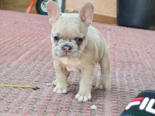 Bulldog Francés perros Bulldog francés merle fawn - Anuncio 2