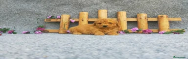 Caniche Toy Cachorro 8
