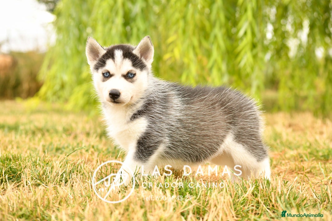 Husky Siberiano perros en venta: Husky siberiano disponibles - Imagen 6