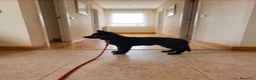 Pastor Alemán perros en venta: Pastor alemán de pelo largo - Anuncio 2