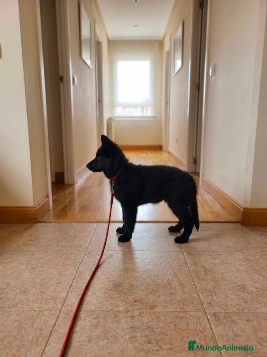 Pastor Alemán perros en venta: Pastor alemán de pelo largo - Anuncio 2