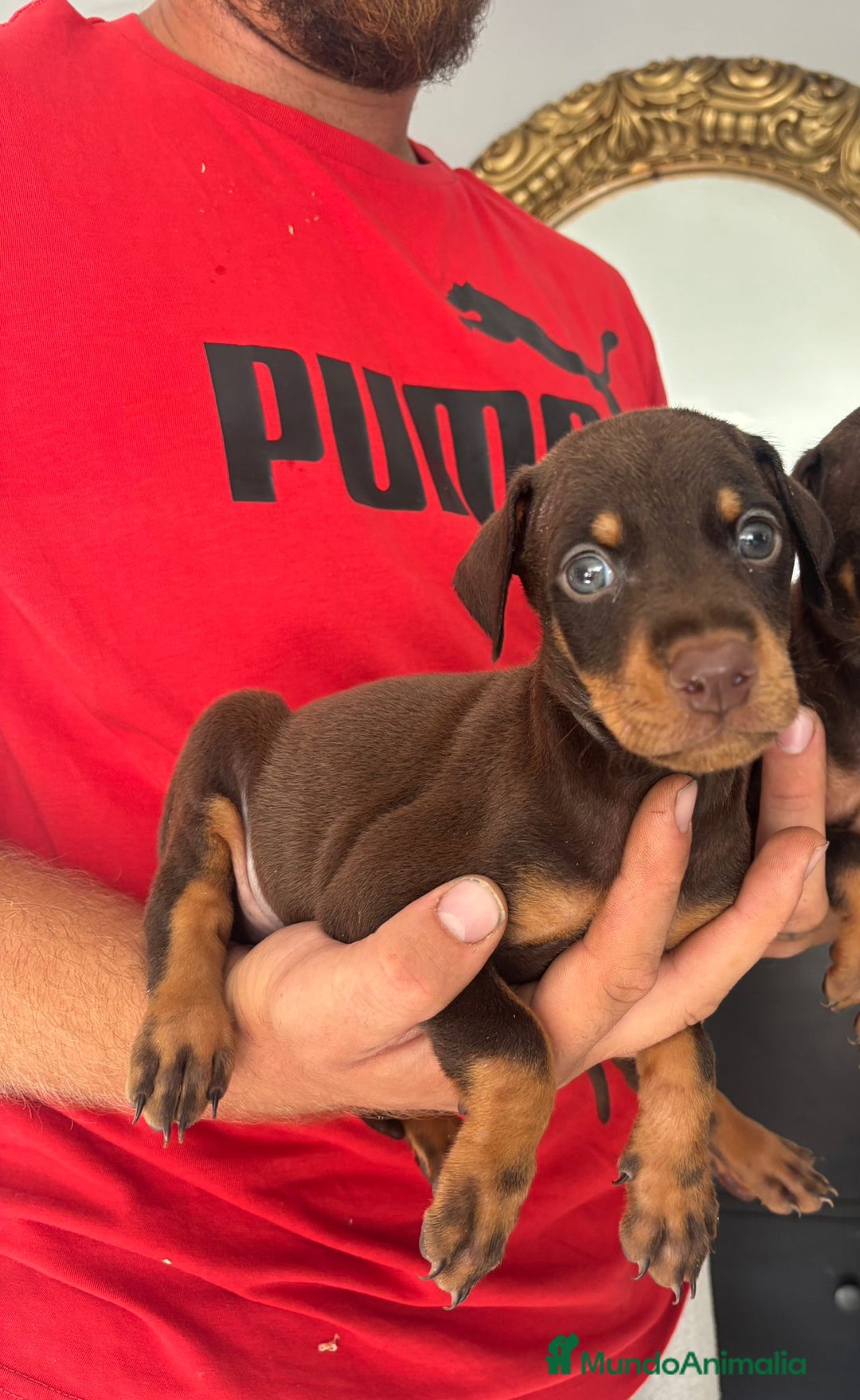 Dobermann perros en venta: Doberman  - Imagen 4