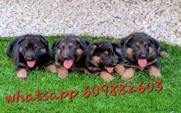 Pastor Alemán perros en venta: Cachorros pastor aleman disponibles - Imagen 1