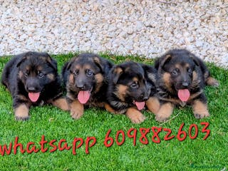 Pastor Alemán perros Cachorros pastor aleman disponibles - Anuncio 1