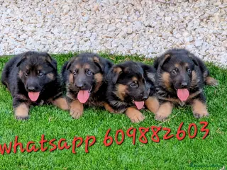 Pastor Alemán perros Cachorros pastor aleman disponibles - Anuncio 2