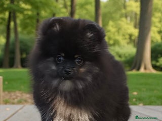 Pomerania perros Pomerania coreana y rusa MADRID, CÁCERES - Anuncio 2