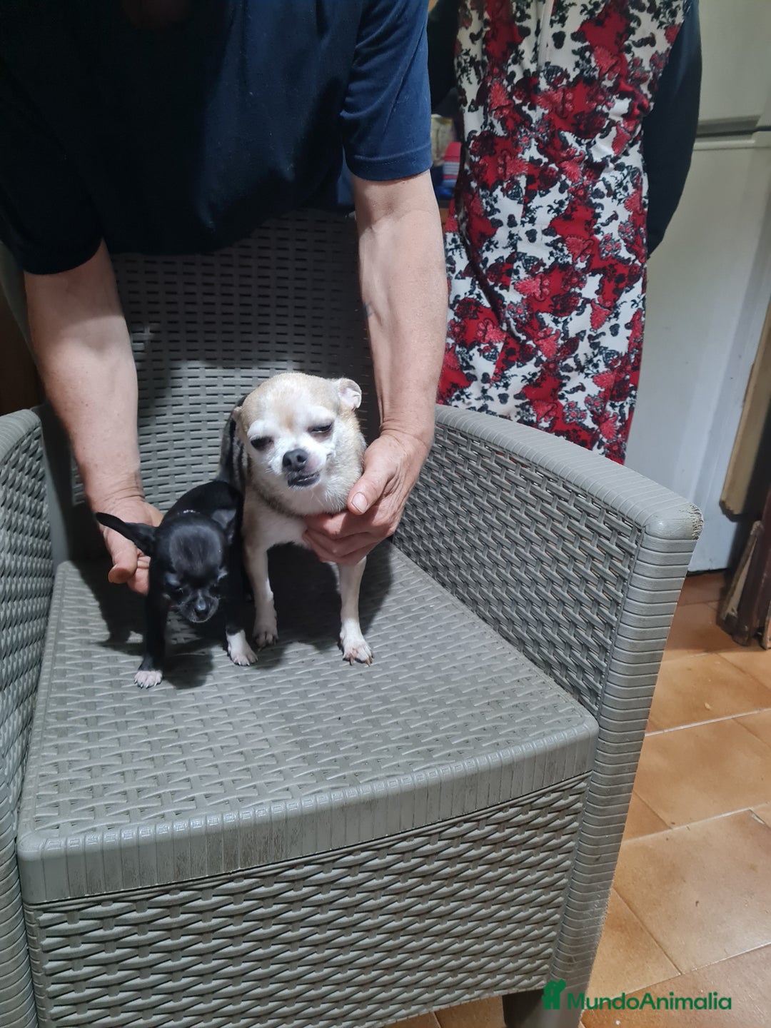 Chihuahua perros en venta: Chihuahua toy - Imagen 21