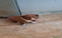 Border Collie perros en venta: Border collie  - Imagen 5