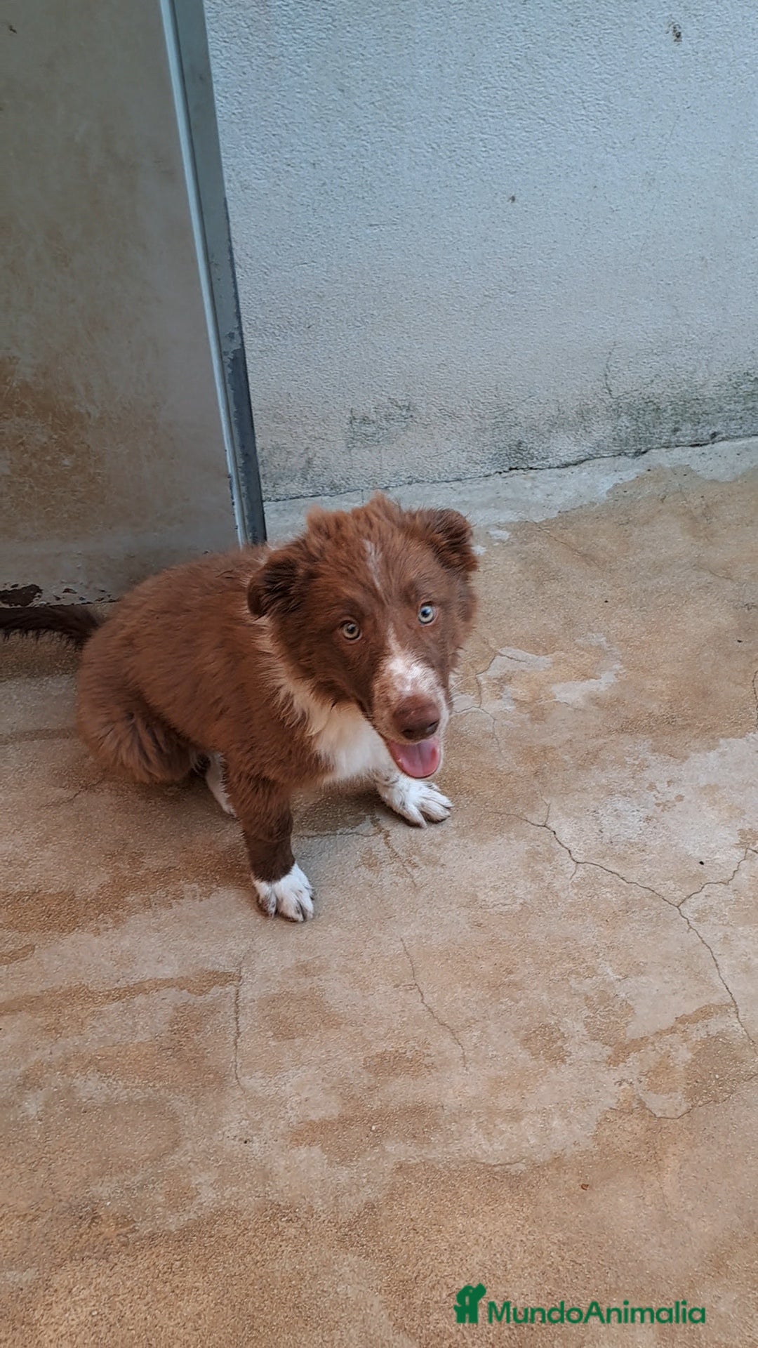 Border Collie perros en venta: Border collie  - Imagen 5