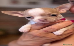 Chihuahua perros en venta: Cachorrilla pura raza - Imagen 1