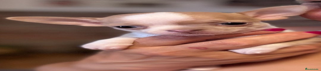 Chihuahua Cachorro 2