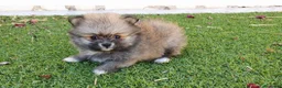 Pomerania perros en venta: Pomerania Toy Top  - Anuncio 11