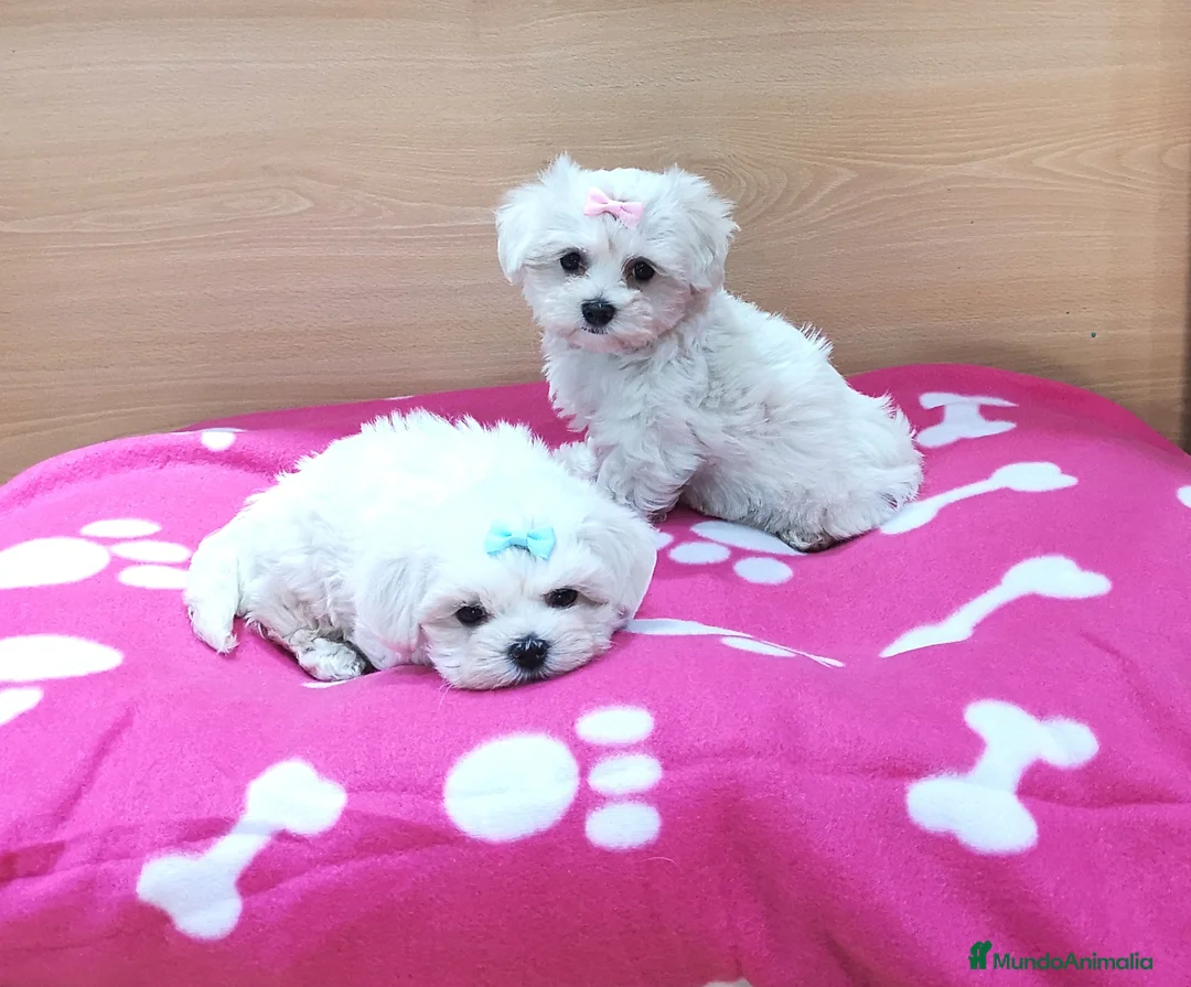 Bichón Maltés perros en venta: Bichón Maltés - Anuncio 4