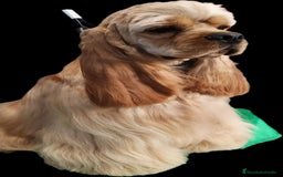 Cocker Spaniel Americano perros en venta: Cocker americano  - Imagen 1