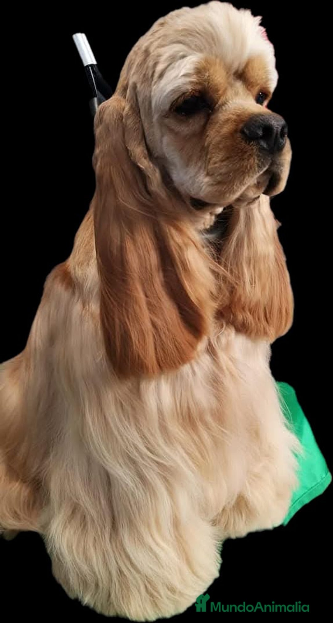 Cocker Spaniel Americano perros en venta: Cocker americano  - Imagen 1