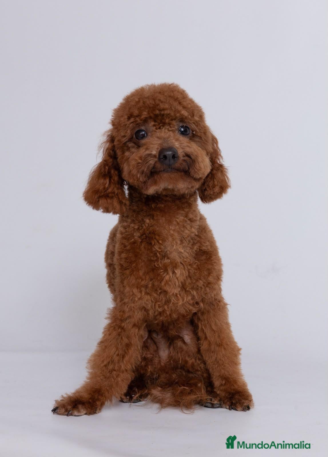 Caniche Toy perros Caniche Toy rojo cachorros | Criadero 4Patas - Anuncio 1