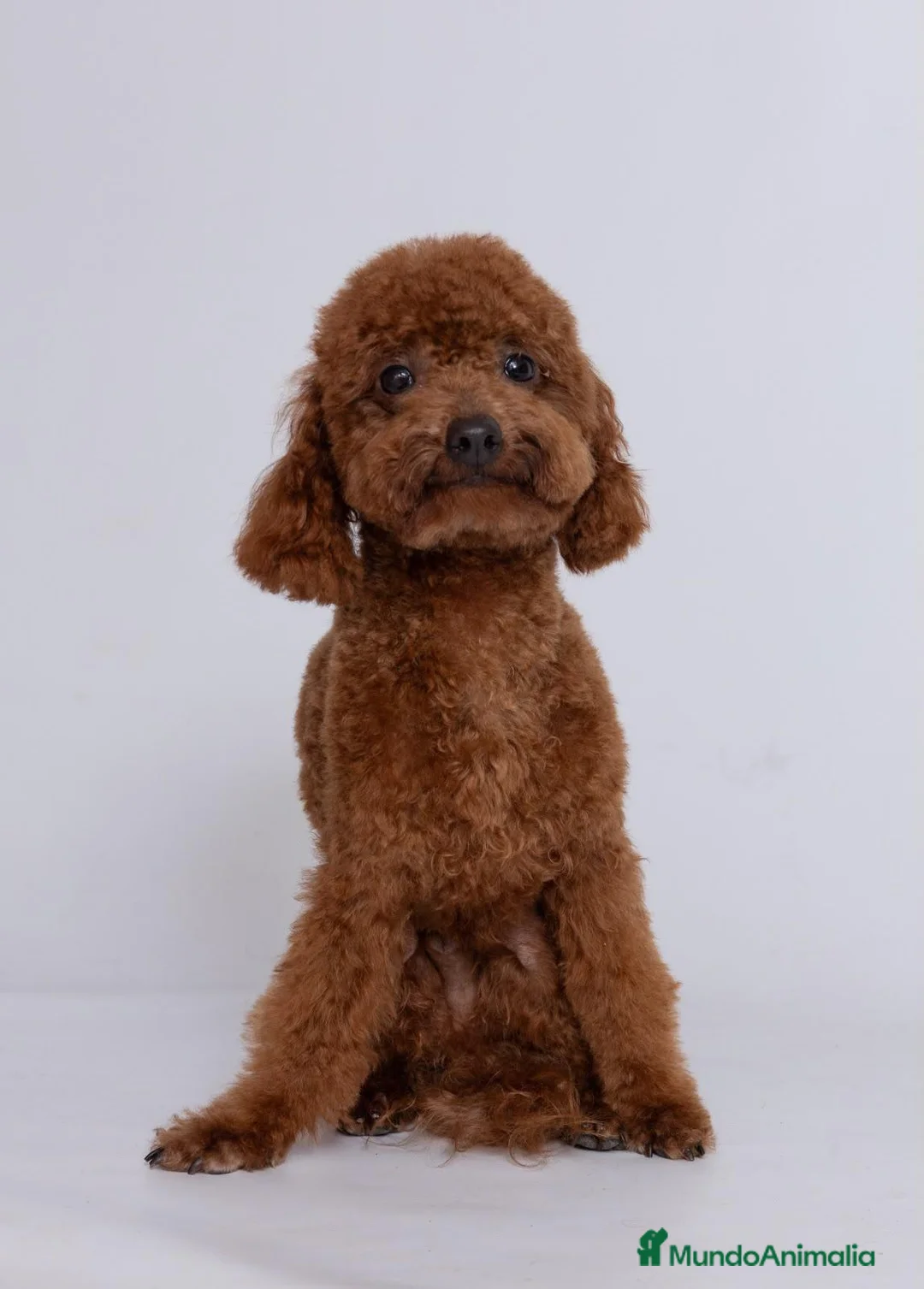 Caniche Toy perros en venta: Caniche Toy rojo cachorros | Criadero 4Patas - Anuncio 1