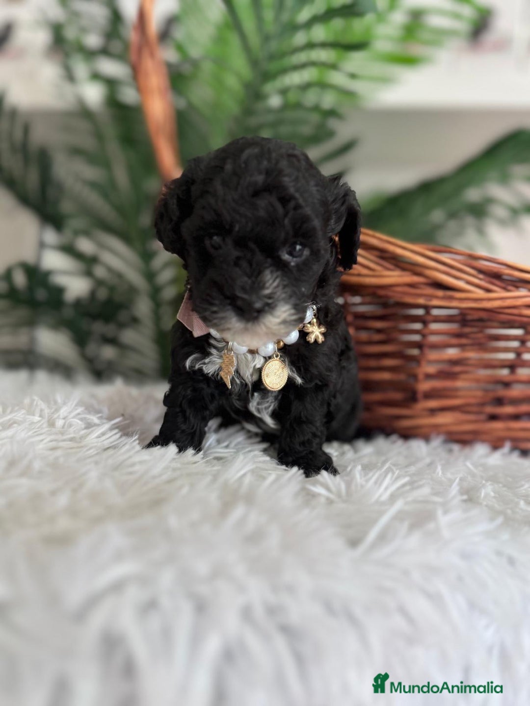 Caniche Toy perros en venta: CANICHE TOY HEMBRA - Anuncio 2