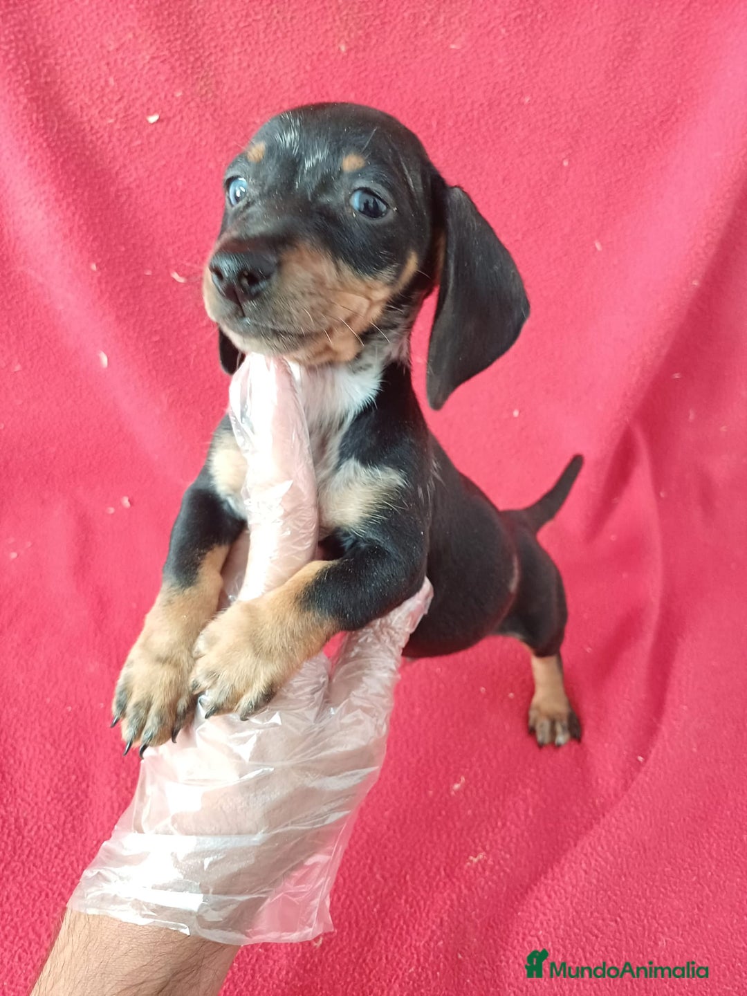 Teckel perros en venta: Teckel  - Anuncio 3