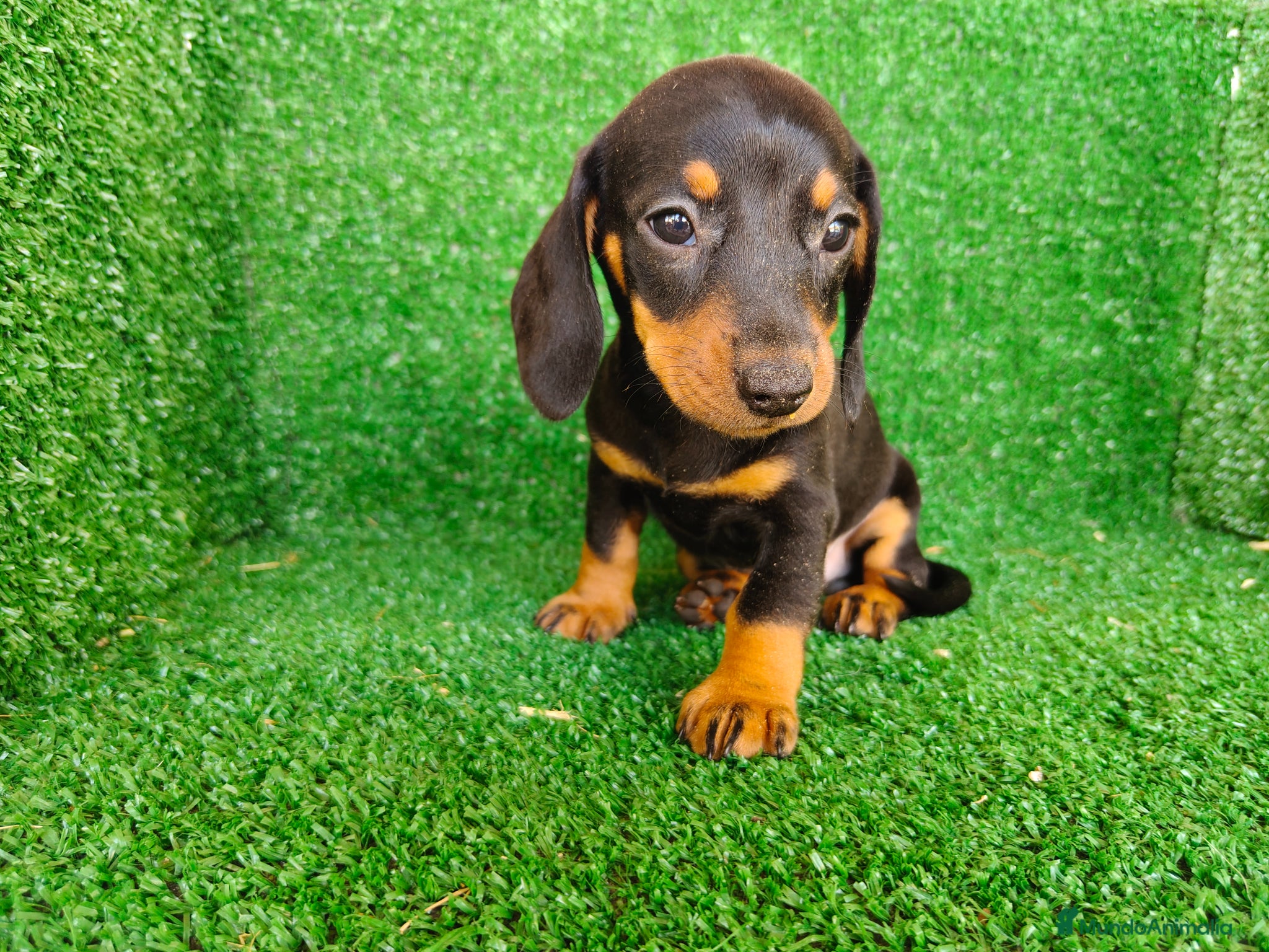 Teckel Miniatura perros Teckel miniatura  - Anuncio 1