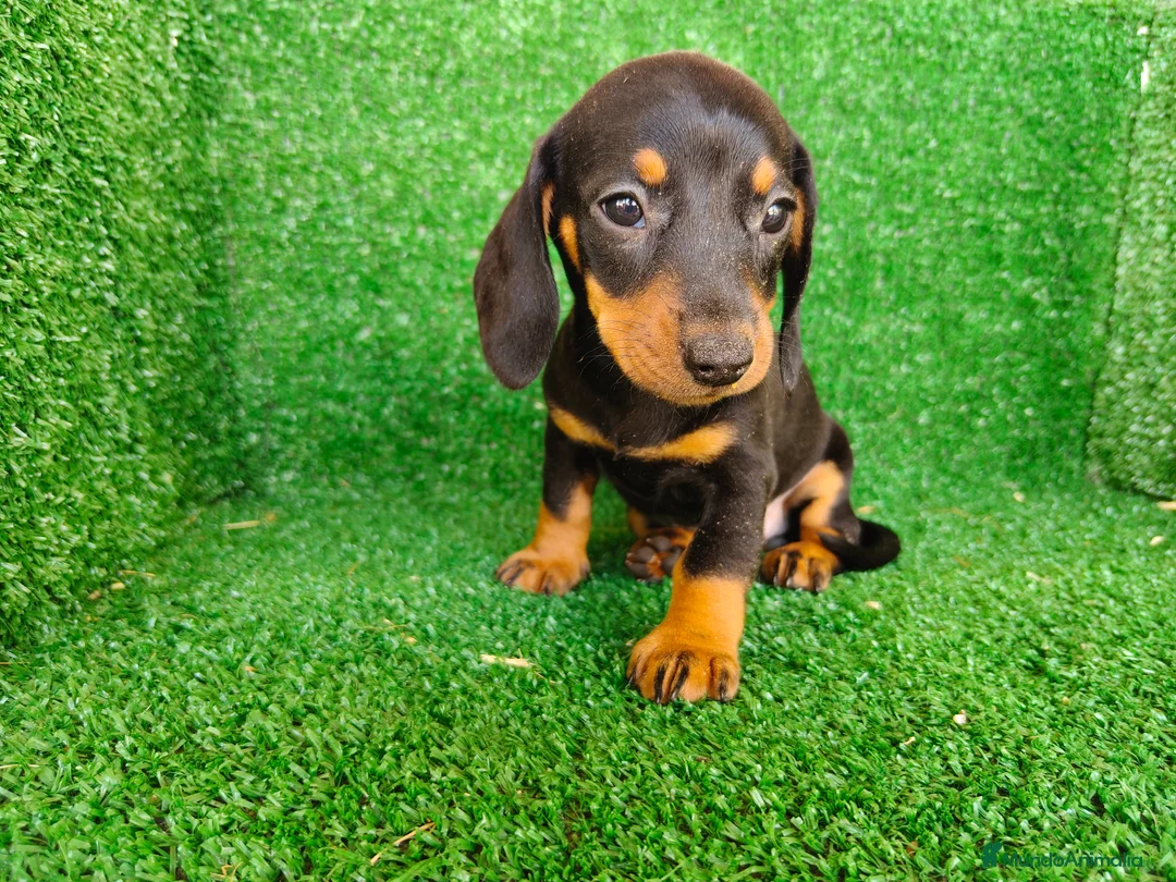 Teckel Miniatura perros en venta: Teckel miniatura  - Anuncio 1