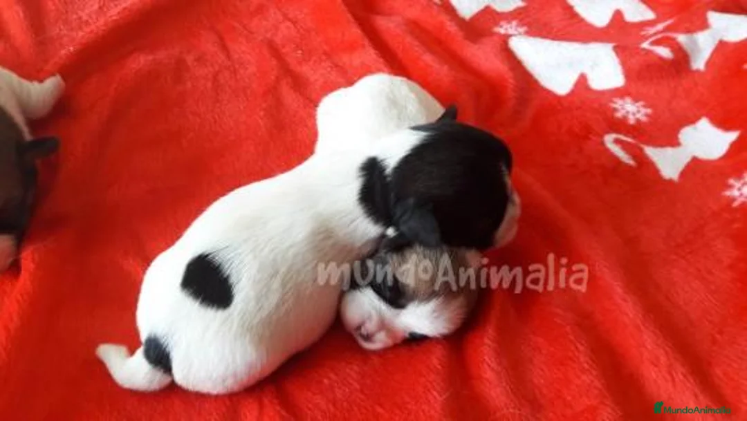 Imagen de galería {{count}}