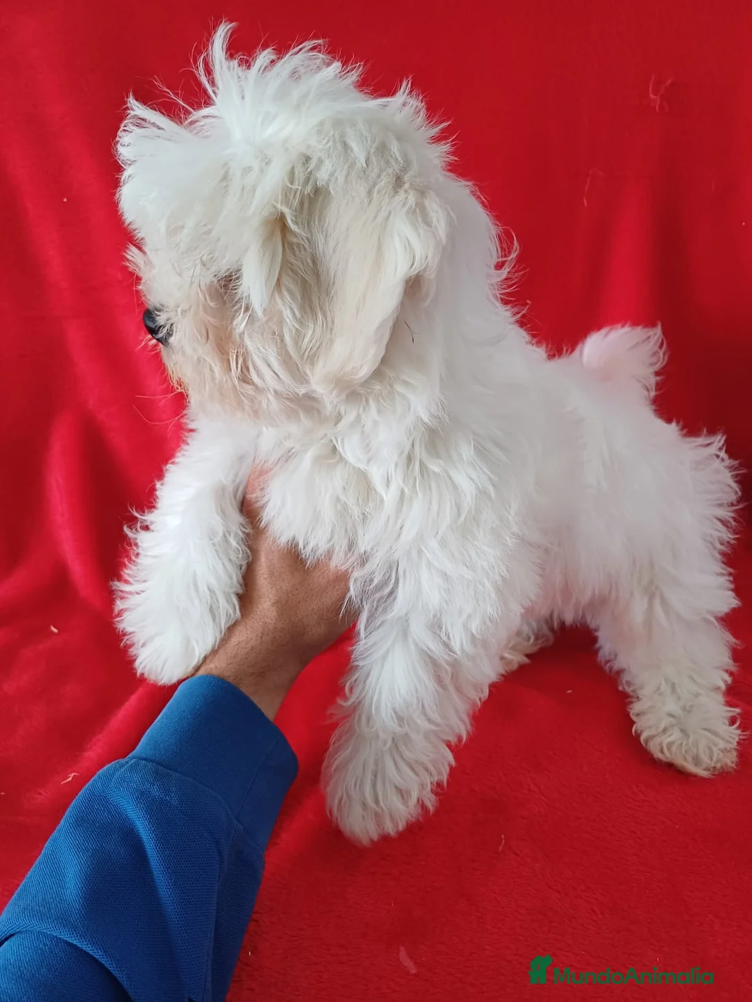 Bichón Maltés perros en venta: Bichon Maltés Americano  - Anuncio 3