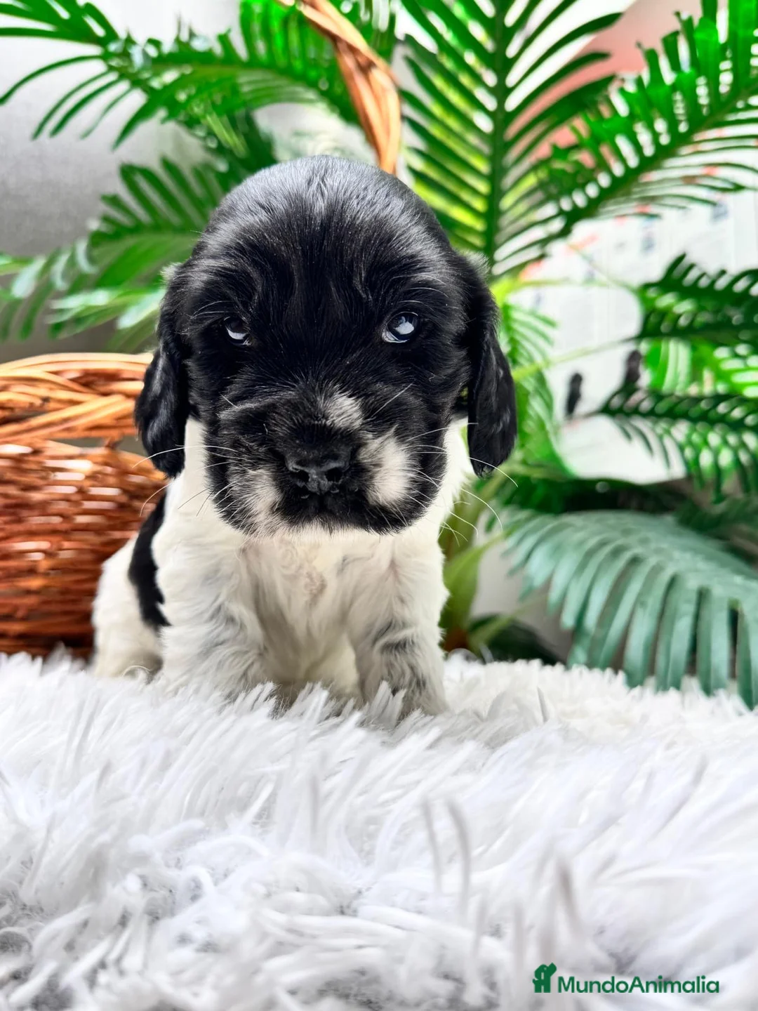 Cocker Spaniel Inglés perros en venta: COCKER SPANIEL INGLES - Anuncio 10