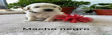 Golden Retriever 5
