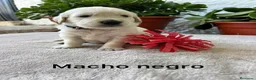 Golden Retriever perros en venta: Golden Retriever - Anuncio 4