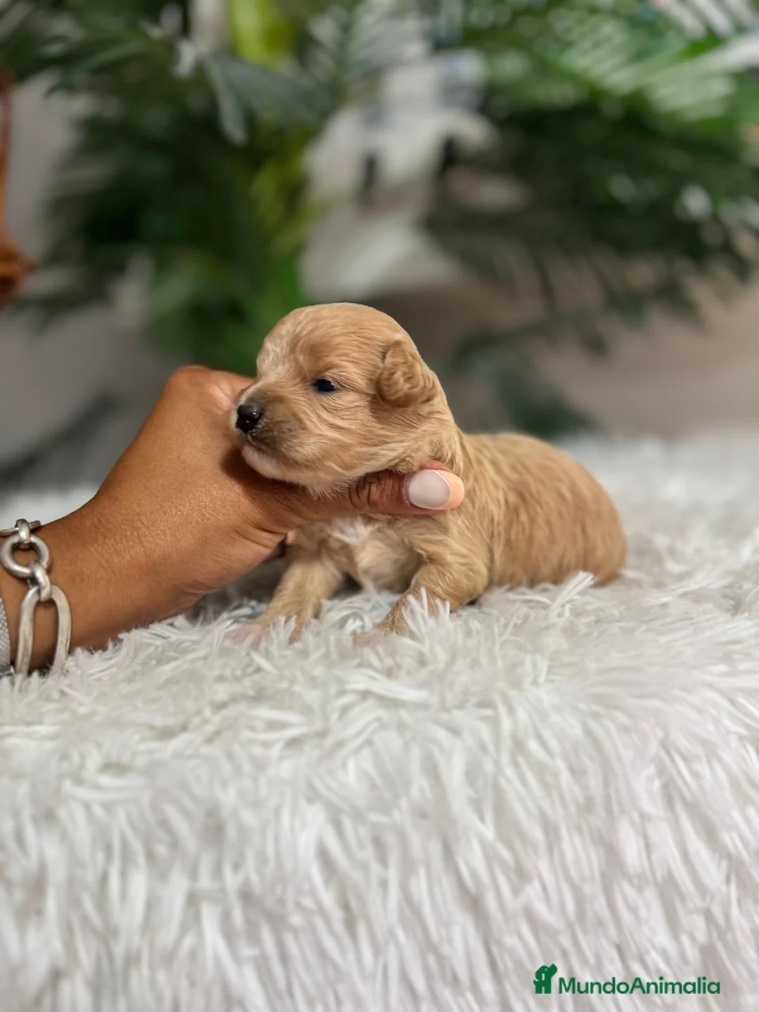 Maltipoo perros en venta: MALTIPOO HEMBRA - Anuncio 9