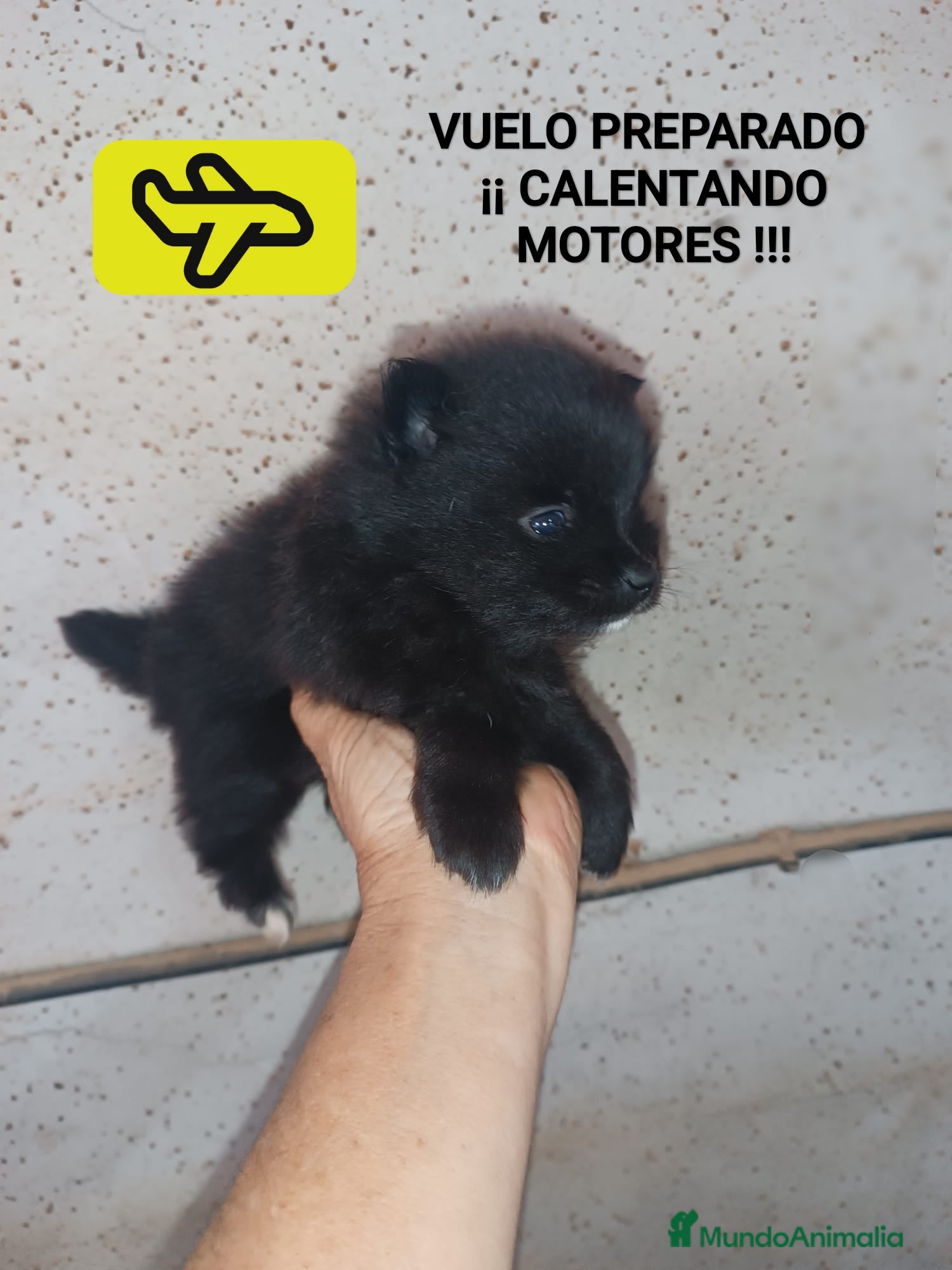 Pomerania perros POMERANIA MACHITO  - Anuncio 1