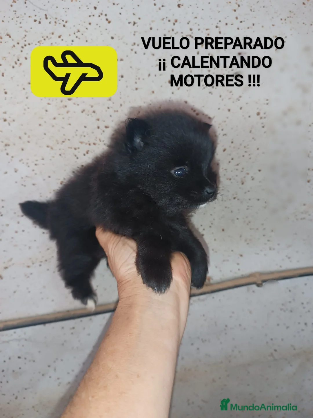 Pomerania perros en venta: POMERANIA MACHITO EN OFERTA - Anuncio 1
