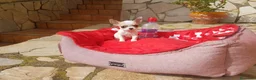Chihuahua perros en venta: Chihuahua toy en Barcelona - Anuncio 4