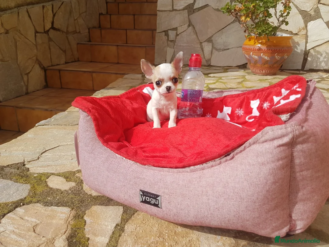 Chihuahua perros en venta: Chihuahua toy en Barcelona - Anuncio 4