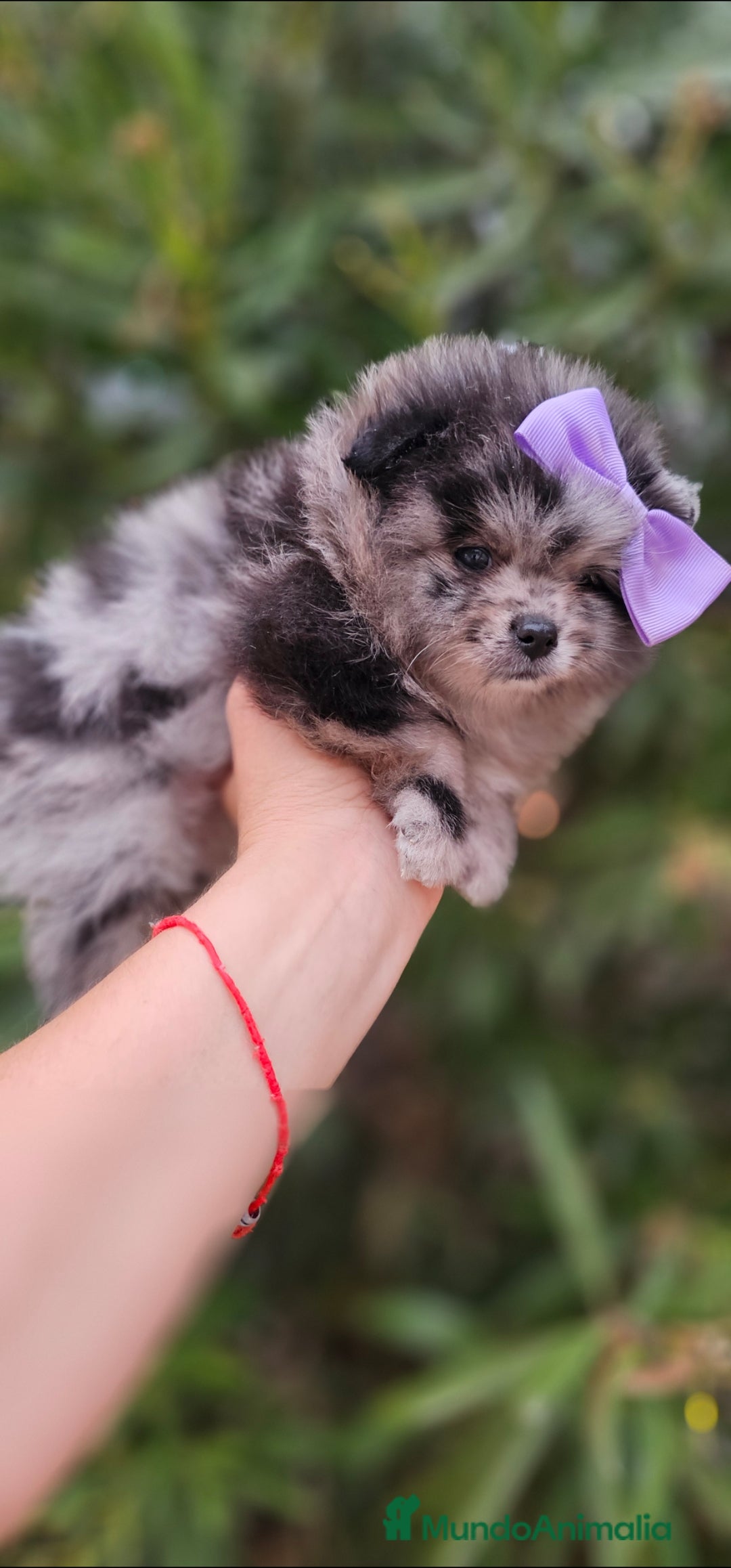 Pomerania perros en venta: Precioso machito Merle 💝 - Imagen 3