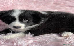 Border Collie perros en venta: Border collie  - Imagen 5