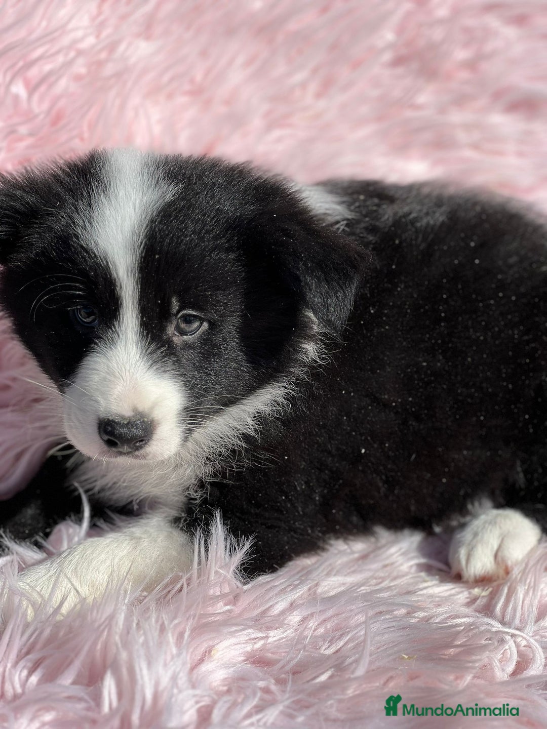 Border Collie perros en venta: Border collie  - Imagen 5