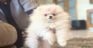 Pomerania perros - Anuncio 12