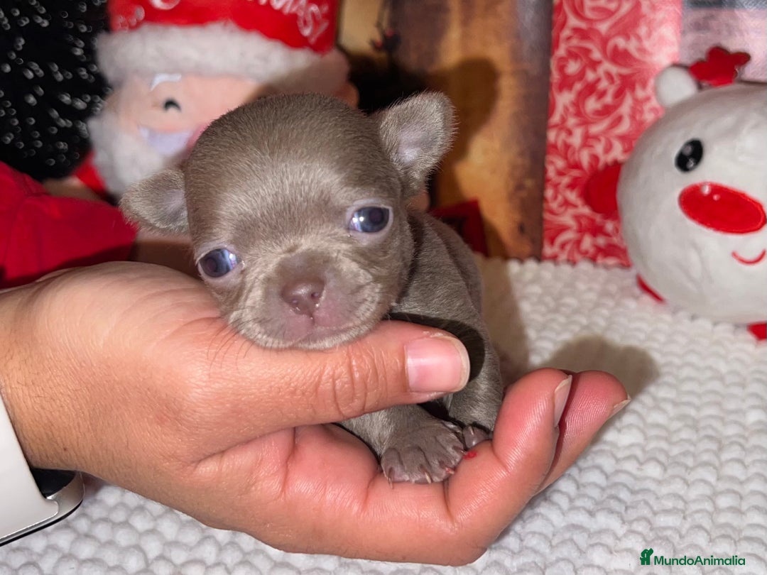 Chihuahua perros en venta:  PRECIOSA CHIHUAHUA LILAC TOY  - Anuncio 3
