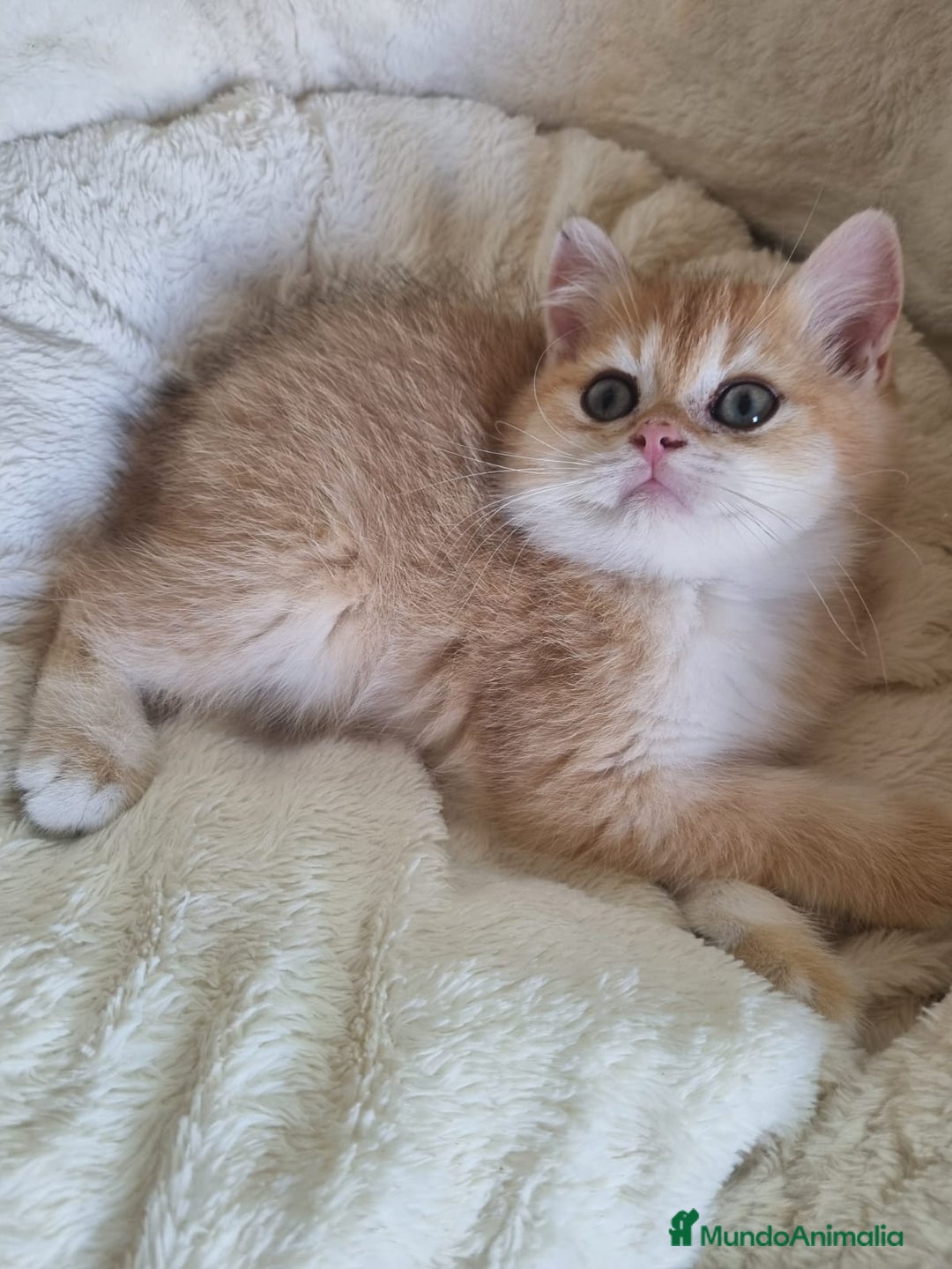 Británico de Pelo Corto gatos en venta: British Golden Chinchilla - Imagen 5