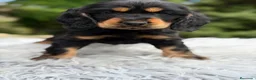 Cocker Spaniel Inglés perros en venta: COCKER INGLÉS NEGRO FUEGO  - Anuncio 2