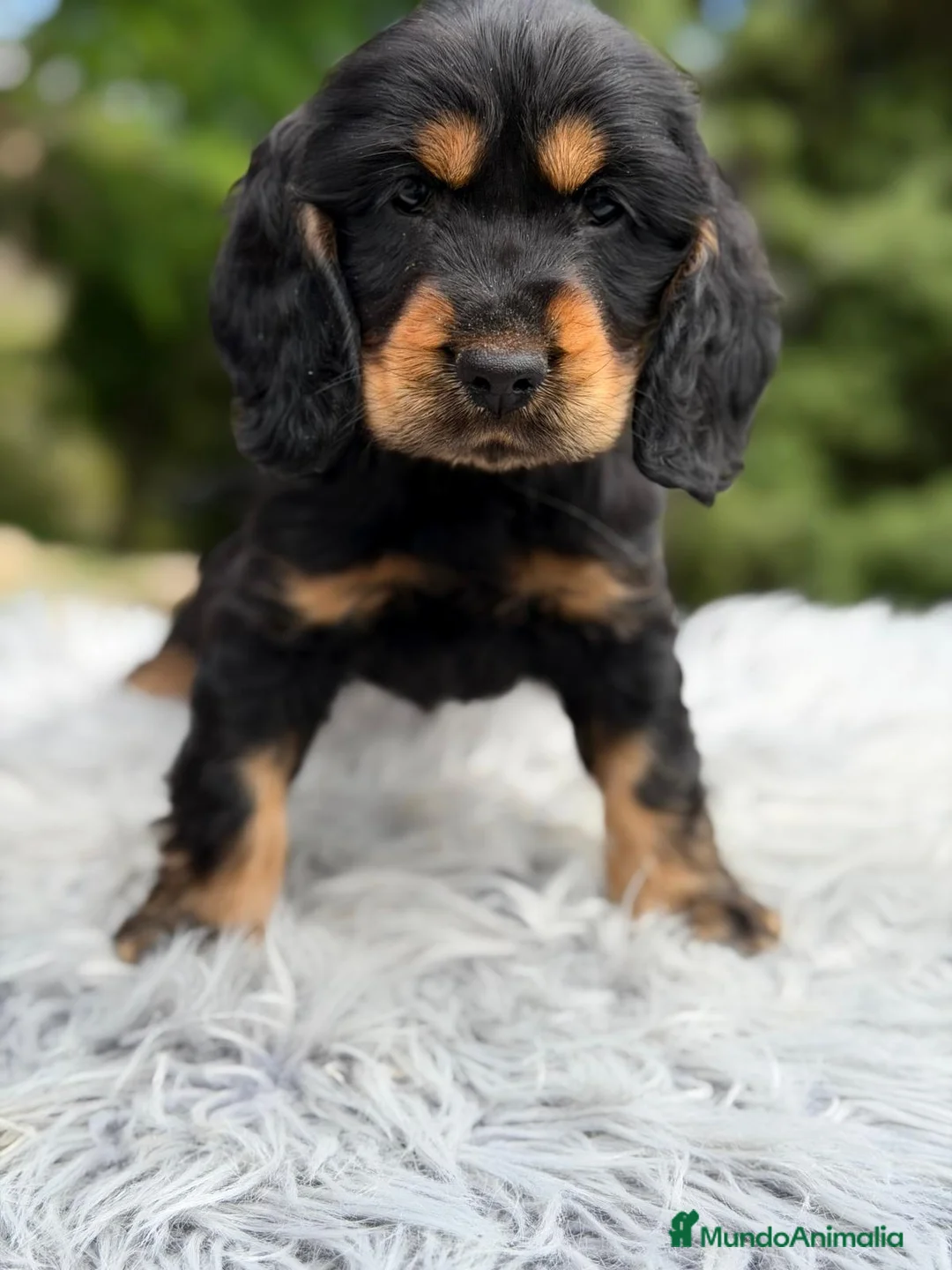 Cocker Spaniel Inglés perros en venta: COCKER INGLÉS NEGRO FUEGO  - Anuncio 2